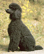 Poodle